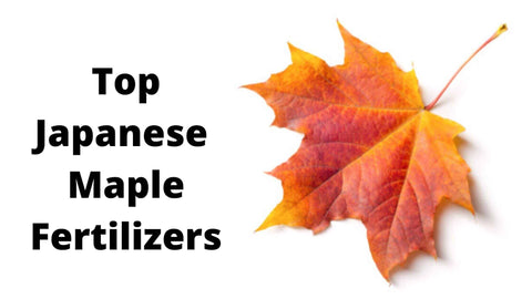 best-japanese-maple-fertilizer